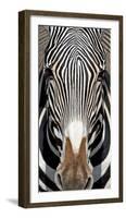 Grevey's Zebra, Samburu National Reserve, Kenya-null-Framed Photographic Print