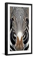 Grevey's Zebra, Samburu National Reserve, Kenya-null-Framed Photographic Print