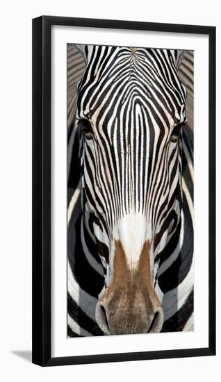 Grevey's Zebra, Samburu National Reserve, Kenya-null-Framed Photographic Print