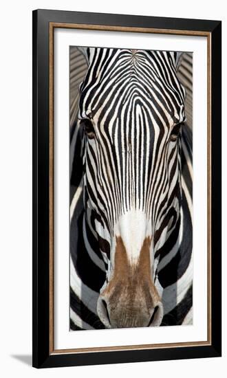 Grevey's Zebra, Samburu National Reserve, Kenya-null-Framed Photographic Print