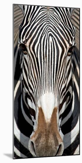 Grevey's Zebra, Samburu National Reserve, Kenya-null-Mounted Photographic Print