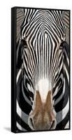 Grevey's Zebra, Samburu National Reserve, Kenya-null-Framed Stretched Canvas