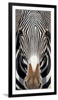 Grevey's Zebra, Samburu National Reserve, Kenya-null-Framed Photographic Print