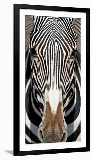 Grevey's Zebra, Samburu National Reserve, Kenya-null-Framed Photographic Print