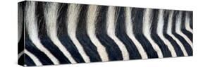 Greveys Zebra Stripes and Mane-null-Stretched Canvas