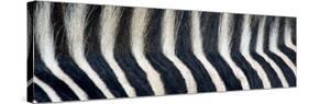 Greveys Zebra Stripes and Mane-null-Stretched Canvas