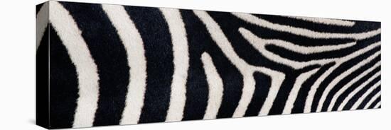 Greveys Zebra Stripes-null-Stretched Canvas