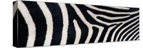 Greveys Zebra Stripes-null-Stretched Canvas