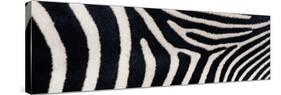 Greveys Zebra Stripes-null-Stretched Canvas