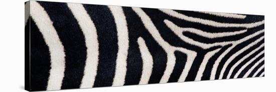 Greveys Zebra Stripes-null-Stretched Canvas