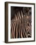 Grevy's Zebra at Sunset, Buffalo Springs National Reserve, Kenya-Paul Souders-Framed Photographic Print