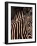 Grevy's Zebra at Sunset, Buffalo Springs National Reserve, Kenya-Paul Souders-Framed Photographic Print