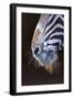 Grevy's Zebra (Equus Grevyi) Close Up of Muzzle-Juan Carlos Munoz-Framed Photographic Print