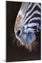 Grevy's Zebra (Equus Grevyi) Close Up of Muzzle-Juan Carlos Munoz-Mounted Photographic Print
