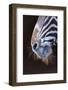 Grevy's Zebra (Equus Grevyi) Close Up of Muzzle-Juan Carlos Munoz-Framed Photographic Print