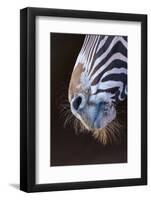 Grevy's Zebra (Equus Grevyi) Close Up of Muzzle-Juan Carlos Munoz-Framed Photographic Print