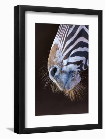 Grevy's Zebra (Equus Grevyi) Close Up of Muzzle-Juan Carlos Munoz-Framed Photographic Print