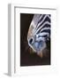 Grevy's Zebra (Equus Grevyi) Close Up of Muzzle-Juan Carlos Munoz-Framed Photographic Print