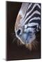 Grevy's Zebra (Equus Grevyi) Close Up of Muzzle-Juan Carlos Munoz-Mounted Photographic Print