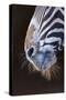 Grevy's Zebra (Equus Grevyi) Close Up of Muzzle-Juan Carlos Munoz-Stretched Canvas