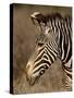 Grevy's Zebra (Equus Grevyi), Samburu National Reserve, Kenya, East Africa, Africa-James Hager-Stretched Canvas