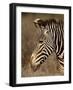 Grevy's Zebra (Equus Grevyi), Samburu National Reserve, Kenya, East Africa, Africa-James Hager-Framed Photographic Print