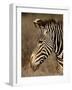 Grevy's Zebra (Equus Grevyi), Samburu National Reserve, Kenya, East Africa, Africa-James Hager-Framed Photographic Print