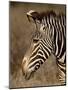 Grevy's Zebra (Equus Grevyi), Samburu National Reserve, Kenya, East Africa, Africa-James Hager-Mounted Photographic Print