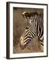 Grevy's Zebra (Equus Grevyi), Samburu National Reserve, Kenya, East Africa, Africa-James Hager-Framed Photographic Print