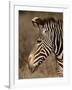 Grevy's Zebra (Equus Grevyi), Samburu National Reserve, Kenya, East Africa, Africa-James Hager-Framed Photographic Print