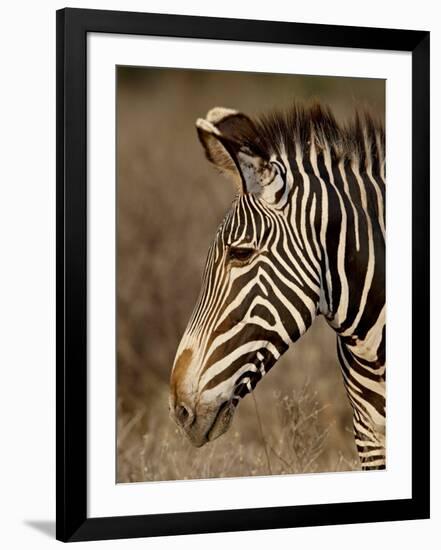 Grevy's Zebra (Equus Grevyi), Samburu National Reserve, Kenya, East Africa, Africa-James Hager-Framed Photographic Print