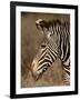 Grevy's Zebra (Equus Grevyi), Samburu National Reserve, Kenya, East Africa, Africa-James Hager-Framed Photographic Print