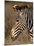 Grevy's Zebra (Equus Grevyi), Samburu National Reserve, Kenya, East Africa, Africa-James Hager-Mounted Photographic Print