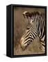 Grevy's Zebra (Equus Grevyi), Samburu National Reserve, Kenya, East Africa, Africa-James Hager-Framed Stretched Canvas