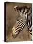 Grevy's Zebra (Equus Grevyi), Samburu National Reserve, Kenya, East Africa, Africa-James Hager-Stretched Canvas