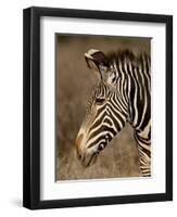 Grevy's Zebra (Equus Grevyi), Samburu National Reserve, Kenya, East Africa, Africa-James Hager-Framed Photographic Print