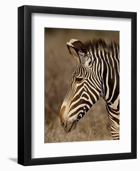 Grevy's Zebra (Equus Grevyi), Samburu National Reserve, Kenya, East Africa, Africa-James Hager-Framed Photographic Print