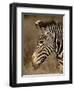 Grevy's Zebra (Equus Grevyi), Samburu National Reserve, Kenya, East Africa, Africa-James Hager-Framed Photographic Print