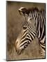 Grevy's Zebra (Equus Grevyi), Samburu National Reserve, Kenya, East Africa, Africa-James Hager-Mounted Photographic Print