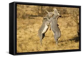 Grevy's Zebra Fighting-Mary Ann McDonald-Framed Stretched Canvas