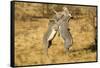 Grevy's Zebra Fighting-Mary Ann McDonald-Framed Stretched Canvas