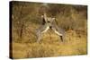 Grevy's Zebra Fighting-Mary Ann McDonald-Stretched Canvas