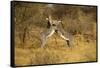 Grevy's Zebra Fighting-Mary Ann McDonald-Framed Stretched Canvas