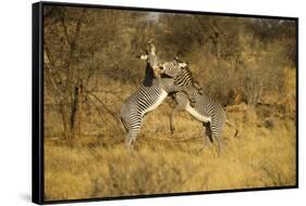 Grevy's Zebra Fighting-Mary Ann McDonald-Framed Stretched Canvas