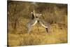 Grevy's Zebra Fighting-Mary Ann McDonald-Stretched Canvas