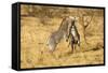 Grevy's Zebra Fighting-Mary Ann McDonald-Framed Stretched Canvas