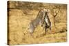 Grevy's Zebra Fighting-Mary Ann McDonald-Stretched Canvas