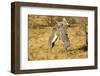 Grevy's Zebra Fighting-Mary Ann McDonald-Framed Photographic Print