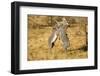 Grevy's Zebra Fighting-Mary Ann McDonald-Framed Photographic Print