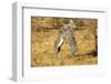 Grevy's Zebra Fighting-Mary Ann McDonald-Framed Photographic Print